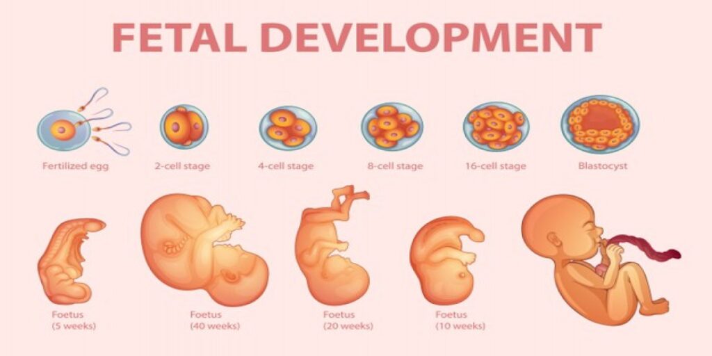 Pregnancy Stages and Changes